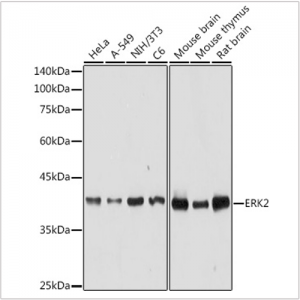 KO-Validated ERK2 Rabbit pAb (20 μl)
