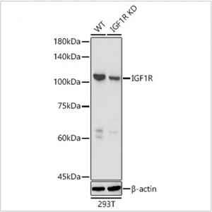 KD-Validated IGF1R Rabbit pAb (20 μl)