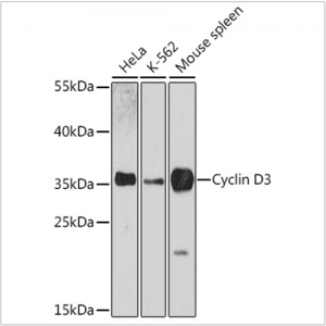 KO-Validated Cyclin D3 Rabbit pAb (20 μl)