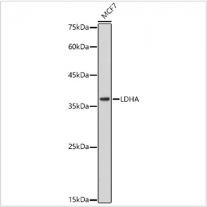 KO-Validated LDHA Rabbit mAb (20 μl)