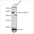 KO-Validated BRG1/SMARCA4 Rabbit pAb (20 μl)
