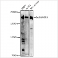 KO-Validated ErbB3/HER3 Rabbit pAb (20 μl)