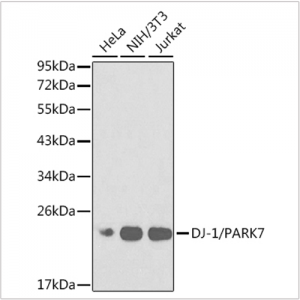 KO-Validated DJ-1/PARK7 Rabbit pAb (20 μl)