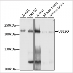 KO-Validated UBE2O Rabbit pAb (20 μl)