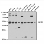 KD-Validated MLST8 Rabbit pAb (20 μl)