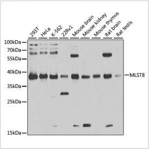 KD-Validated MLST8 Rabbit pAb (20 μl)