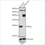 KO-Validated RhoC Rabbit pAb (20 μl)