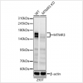 KD-Validated MTMR3 Rabbit pAb (20 μl)
