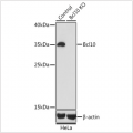 KO-Validated Bcl10 Rabbit pAb (20 μl)