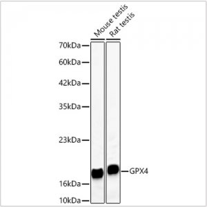 KD-Validated GPX4 Rabbit mAb (20 μl)