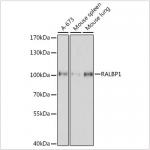 KO-Validated RALBP1 Rabbit pAb (20 μl)