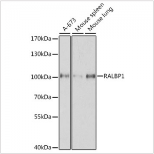 KO-Validated RALBP1 Rabbit pAb (20 μl)