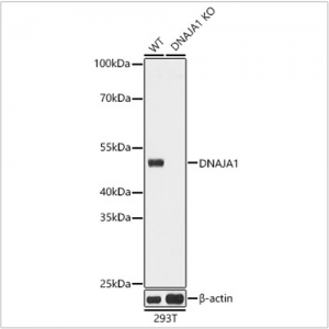 KO-Validated DNAJA1 Rabbit pAb (20 μl)