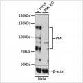 KO-Validated PML Rabbit pAb (20 μl)