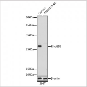 KO-Validated RhoGDI Rabbit pAb (20 μl)