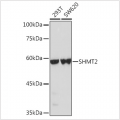 KO-Validated SHMT2 Rabbit pAb (20 μl)