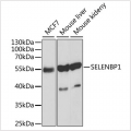 KO-Validated SELENBP1 Rabbit pAb (20 μl)