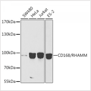 KO-Validated CD168/RHAMM Rabbit pAb (20 μl)