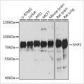 KO-Validated SHP2 Rabbit pAb (20 μl)