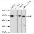 KO-Validated JNK2 Rabbit pAb (20 μl)