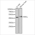 KO-Validated IKKγ Rabbit pAb (20 μl)