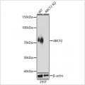 KO-Validated ABCF2 Rabbit pAb (20 μl)