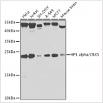 KO-Validated HP1 alpha/CBX5 Rabbit pAb (20 μl)