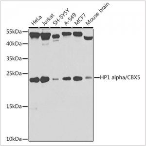 KO-Validated HP1 alpha/CBX5 Rabbit pAb (20 μl)