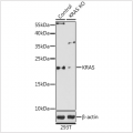 KO-Validated KRAS Rabbit pAb (20 μl)
