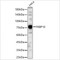 KO-Validated FKBP10 Rabbit pAb (20 μl)