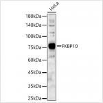 KO-Validated FKBP10 Rabbit pAb (20 μl)