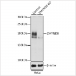 KO-Validated MTCH2 Rabbit pAb (20 μl)
