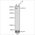 KO-Validated GCN1L1 Rabbit pAb (20 μl)
