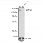 KO-Validated GCN1L1 Rabbit pAb (20 μl)