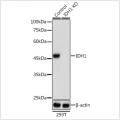 KO-Validated IDH1 Rabbit pAb (20 μl)
