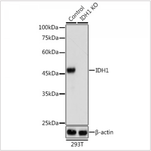 KO-Validated IDH1 Rabbit pAb (20 μl)