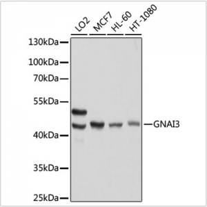 KO-Validated GNAI3 Rabbit pAb (20 μl)