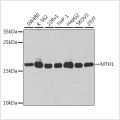 KO-Validated MTH1 Rabbit pAb (20 μl)