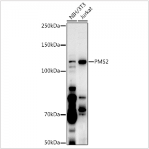 KO-Validated PMS2 Rabbit pAb (20 μl)