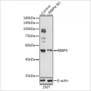 KO-Validated RBBP4 Rabbit pAb (20 μl)
