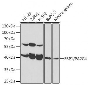 KO-Validated EBP1/PA2G4  Rabbit pAb (20 μl)