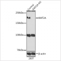 KO-Validated KMT2A Rabbit pAb (20 μl)
