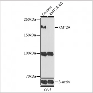 KO-Validated KMT2A Rabbit pAb (20 μl)