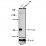 KO-Validated CHRAC1 Rabbit pAb (20 μl)