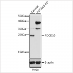 KO-Validated PDCD10 Rabbit pAb (20 μl)