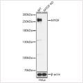 KO-Validated MYOF Rabbit pAb (20 μl)
