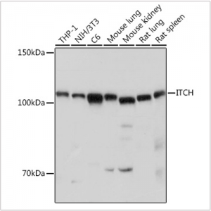 KO-Validated ITCH Rabbit pAb (20 μl)