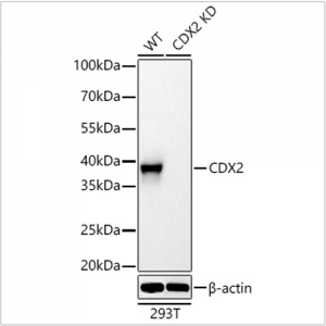 KD-Validated CDX2 Rabbit pAb (20 μl)