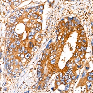 KO-Validated Insulin-degrading enzyme (IDE) Rabbit pAb (20 μl)