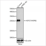 KO-Validated HSP27/HSPB1 Rabbit pAb (20 μl)